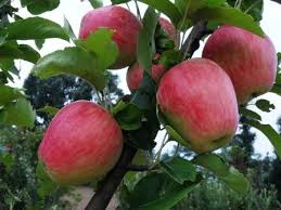 باغ مالکوں کیلئے خصوصی ہدایات جاری