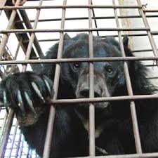 لار گاندربل میں محکمہ وائلڈ لائف نے ایک بھالو پکڑ لیا