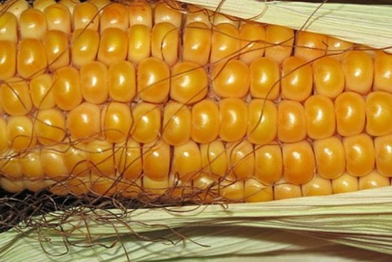 کیا آپکو شوگرہے؟تو مکئی کھایئے نا!