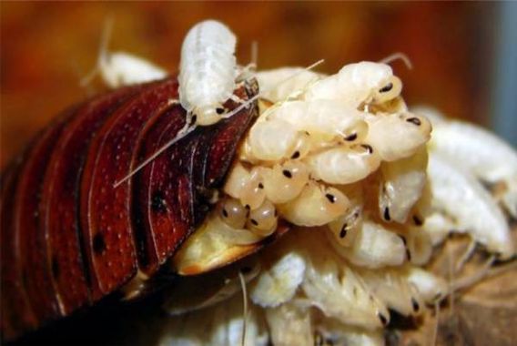 کاکروچ کا دودھ کسی بھی دودھ سے زیادہ مفید ہے