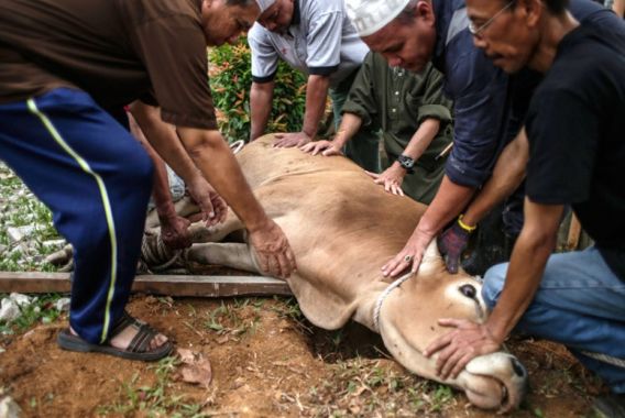 کیا آپ کو قربانی کے مسائل معلوم ہیں؟