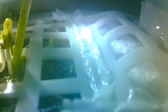 چین کا چاند پر کپاس اُگانے کا کامیاب تجربہ!