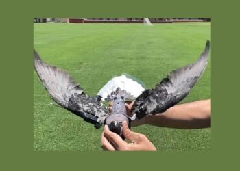 مسلمان سائنسدان نے پرندوں کی لاشوں سے ۔۔۔