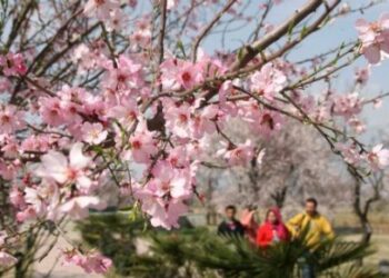 قبل از وقت گرمی سے ’پریشانی کے شگوفے‘